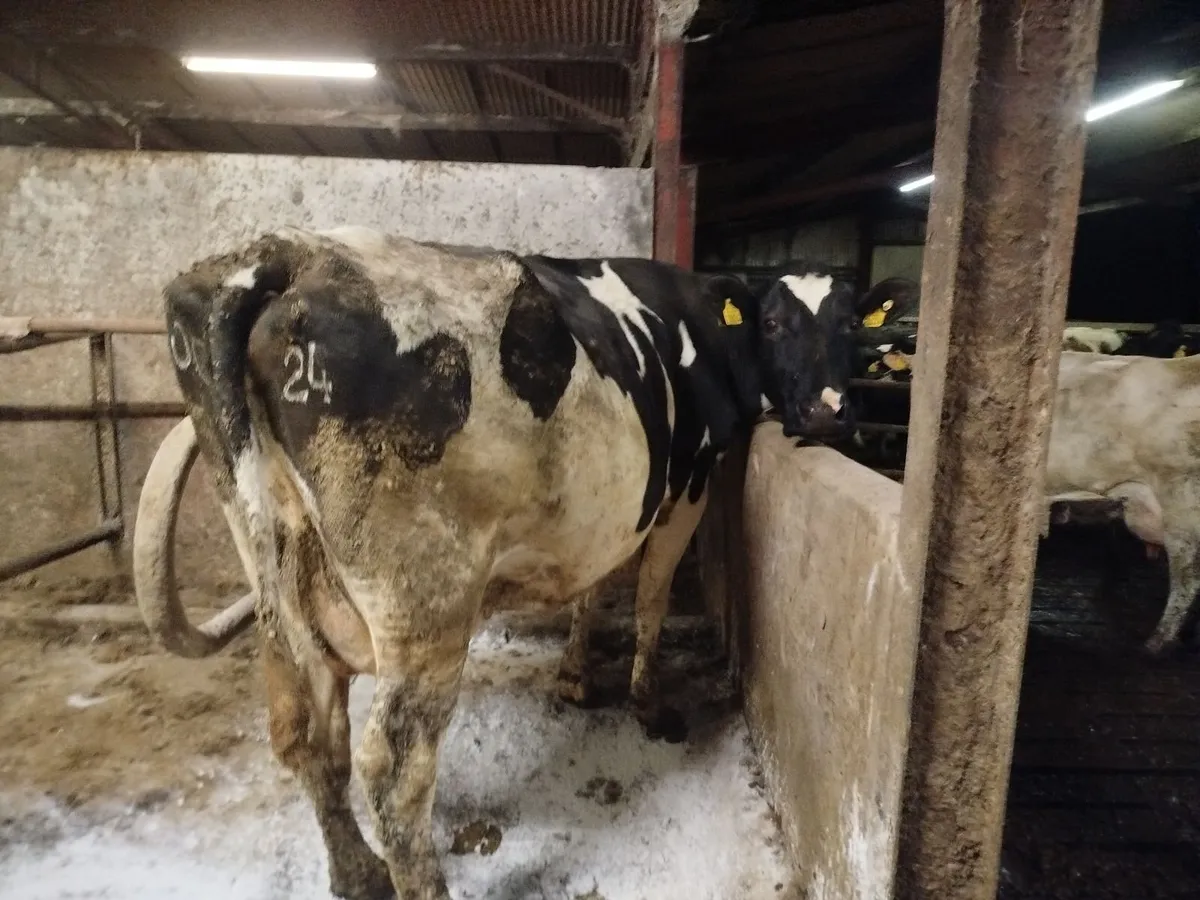 Empty Cows - Image 4