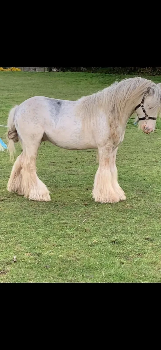 Stallion for sale - Image 3