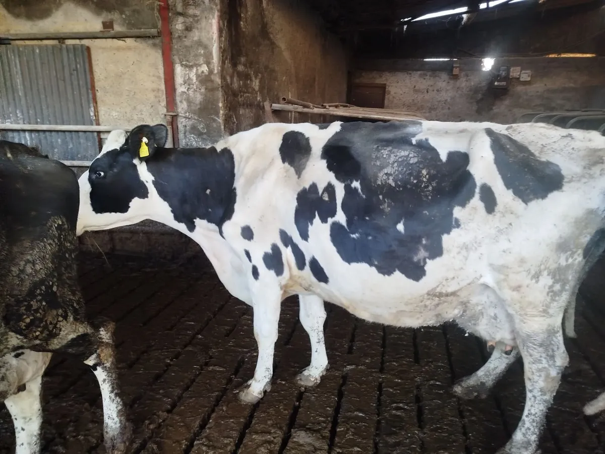 Cow to rear calves - Image 1