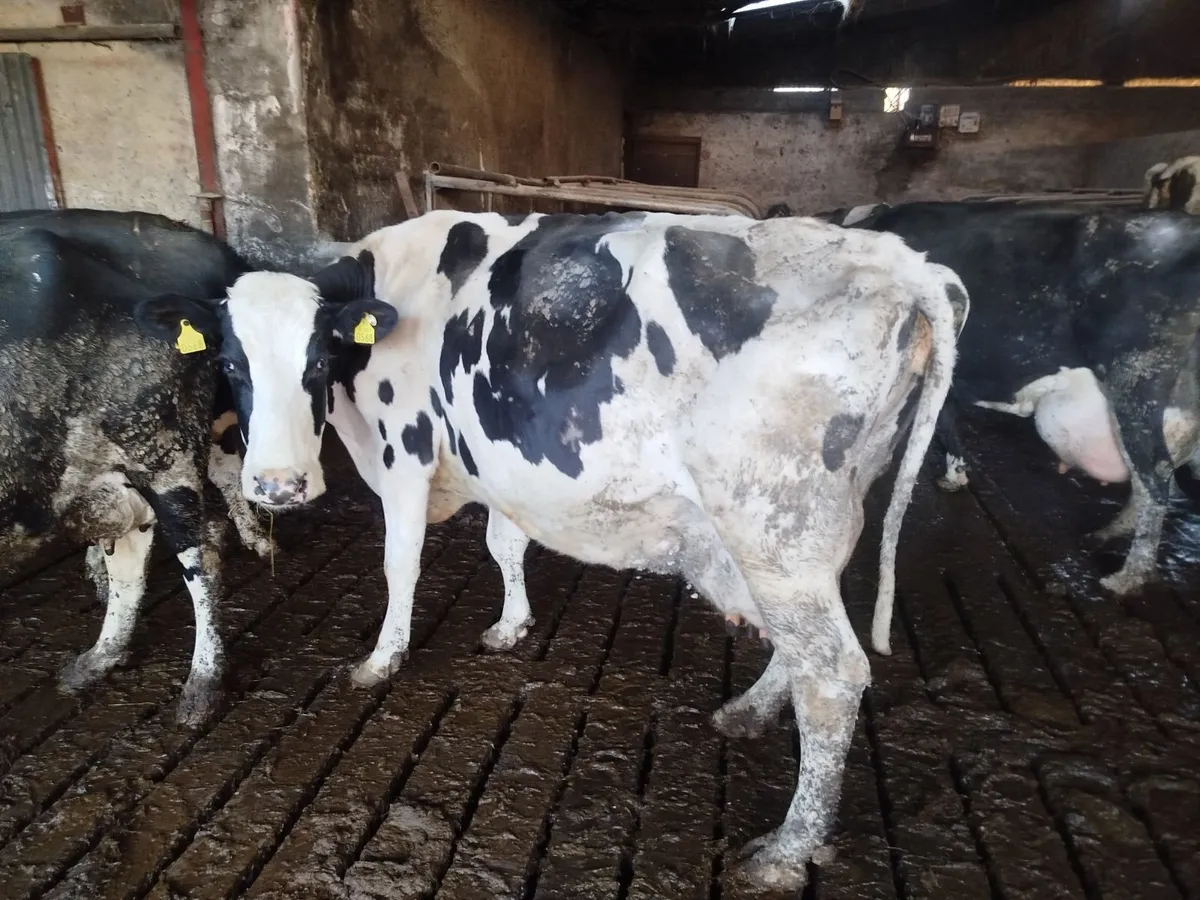 Cow to rear calves - Image 2