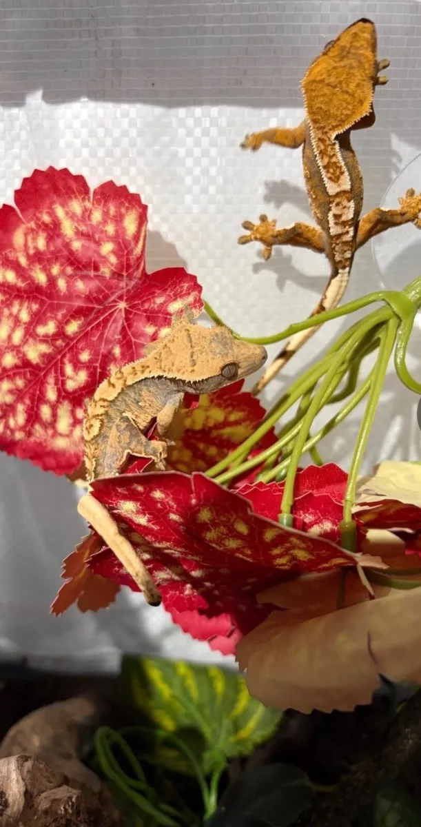 Crested Gecko - Image 1