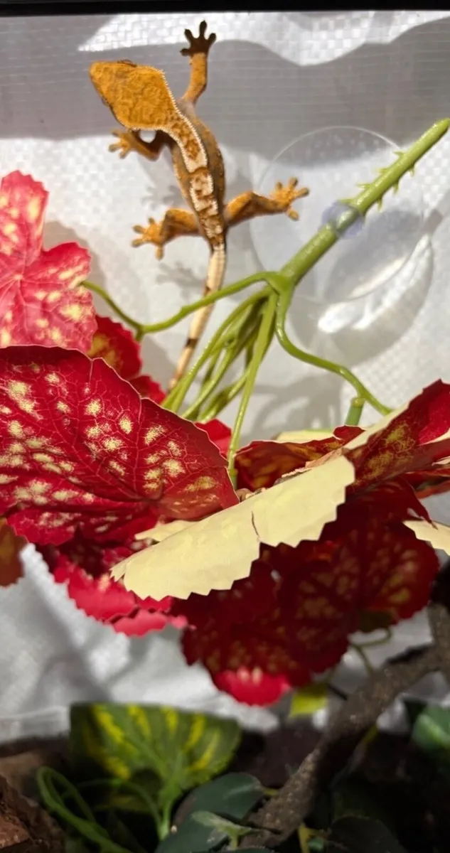 Crested Gecko - Image 2
