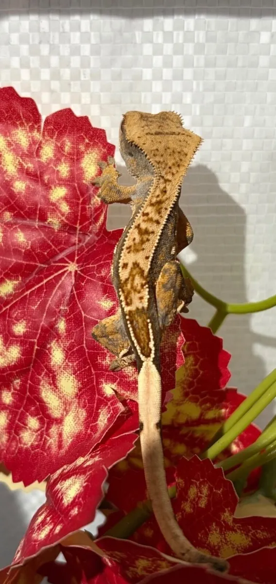 Crested Gecko - Image 3