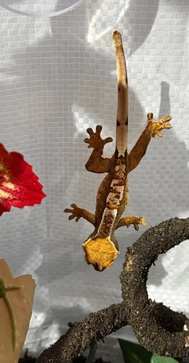 Crested Gecko - Image 4