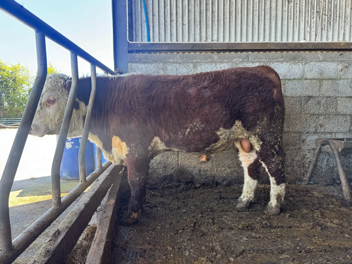 PBR Hereford Bulls - Image 1