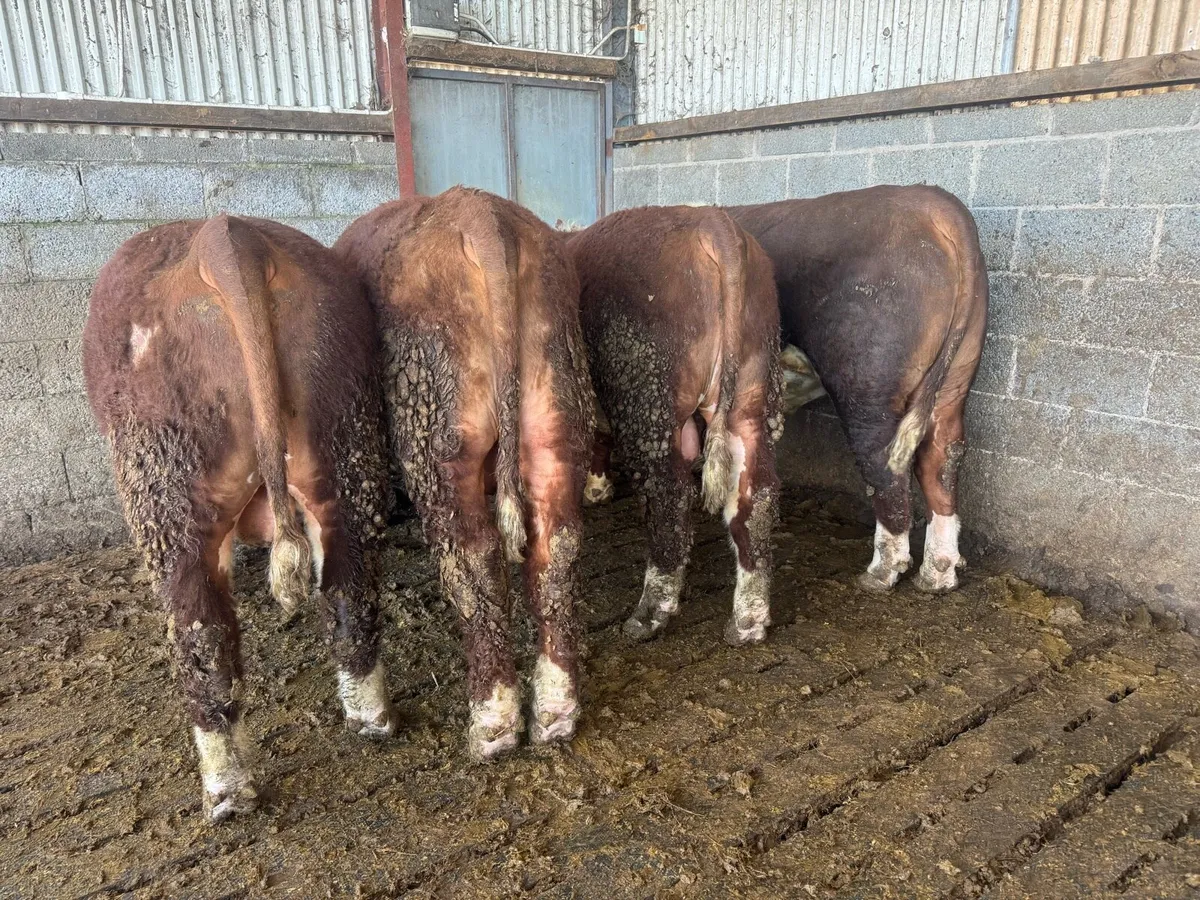 PBR Hereford Bulls - Image 3