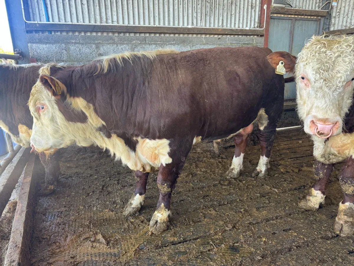 PBR Hereford Bulls - Image 2
