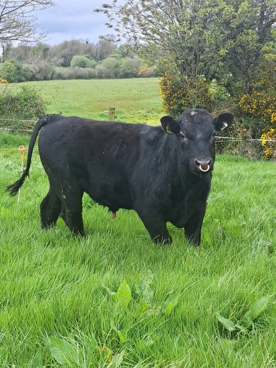 PBR Angus bull - Image 1