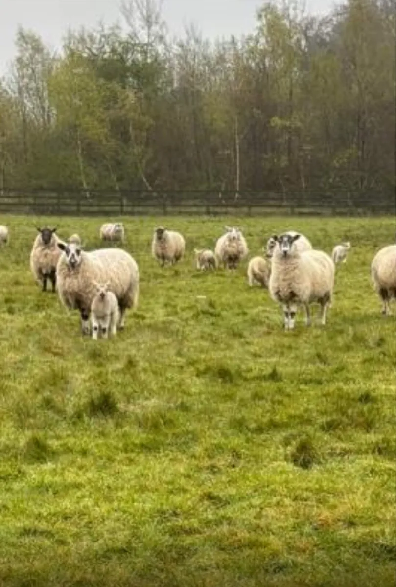Ewe lambs with lambs at foot - Image 2