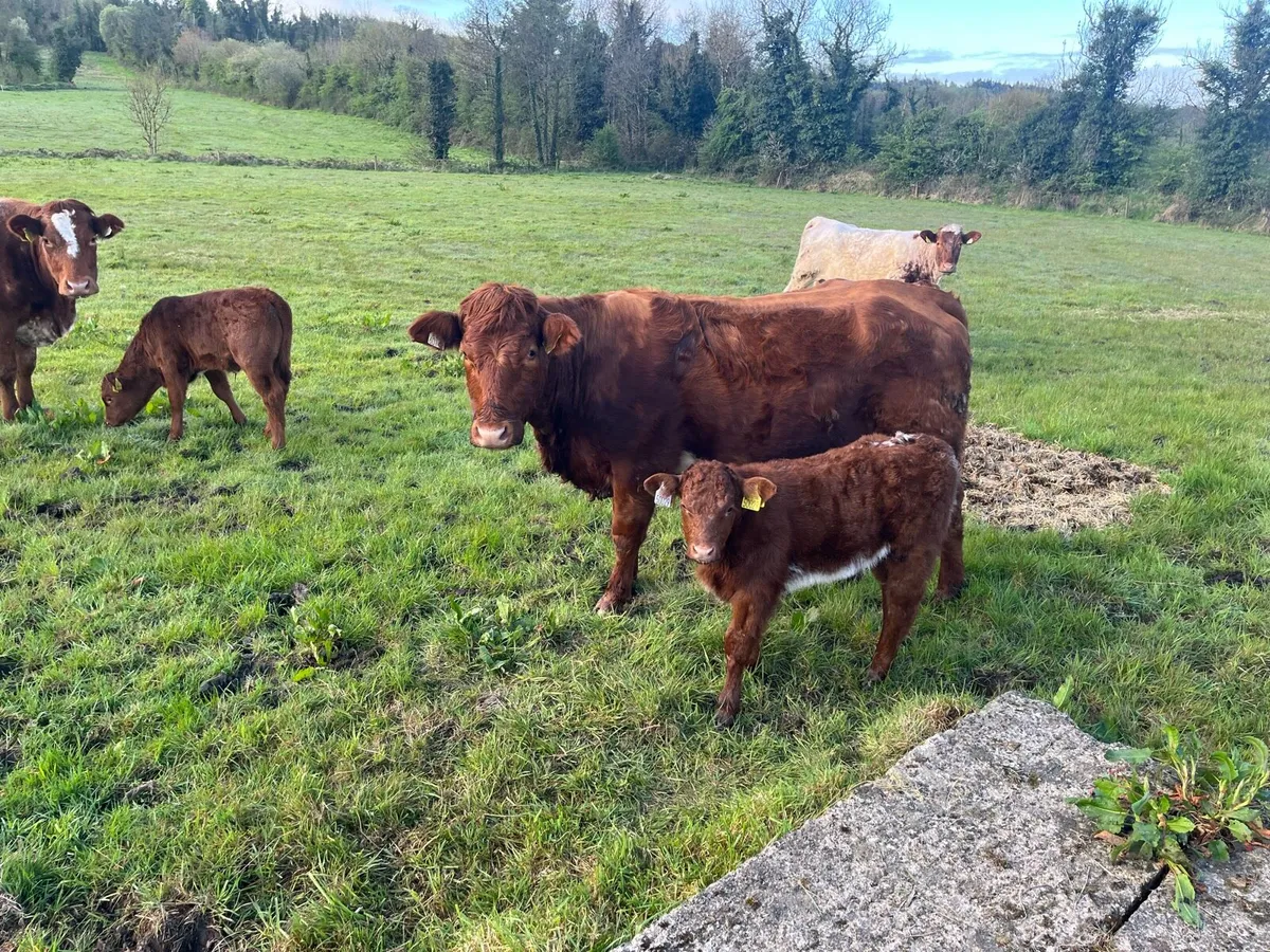 Cows and calves - Image 1