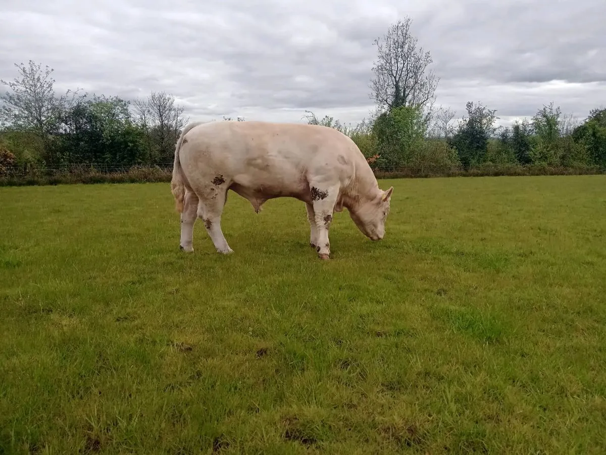 Pedigree Charles Bulls - Image 1