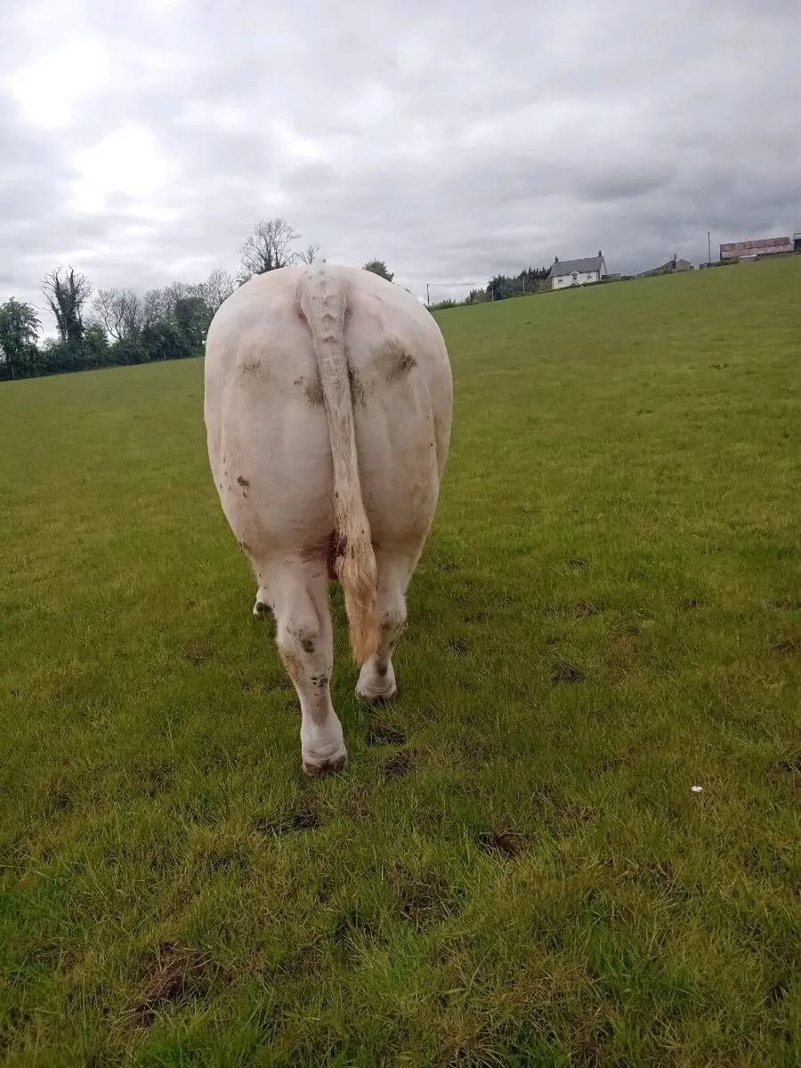 Pedigree Charles Bulls - Image 2