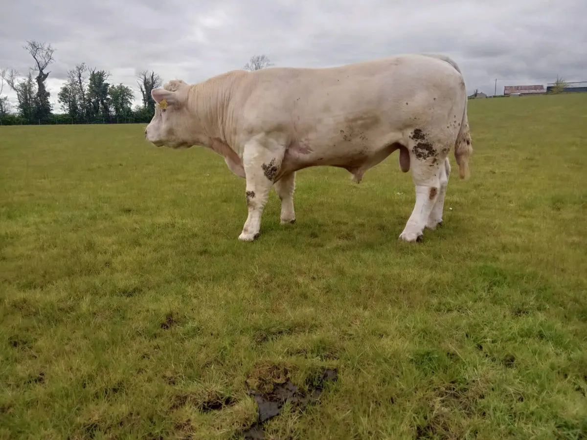 Pedigree Charles Bulls - Image 3