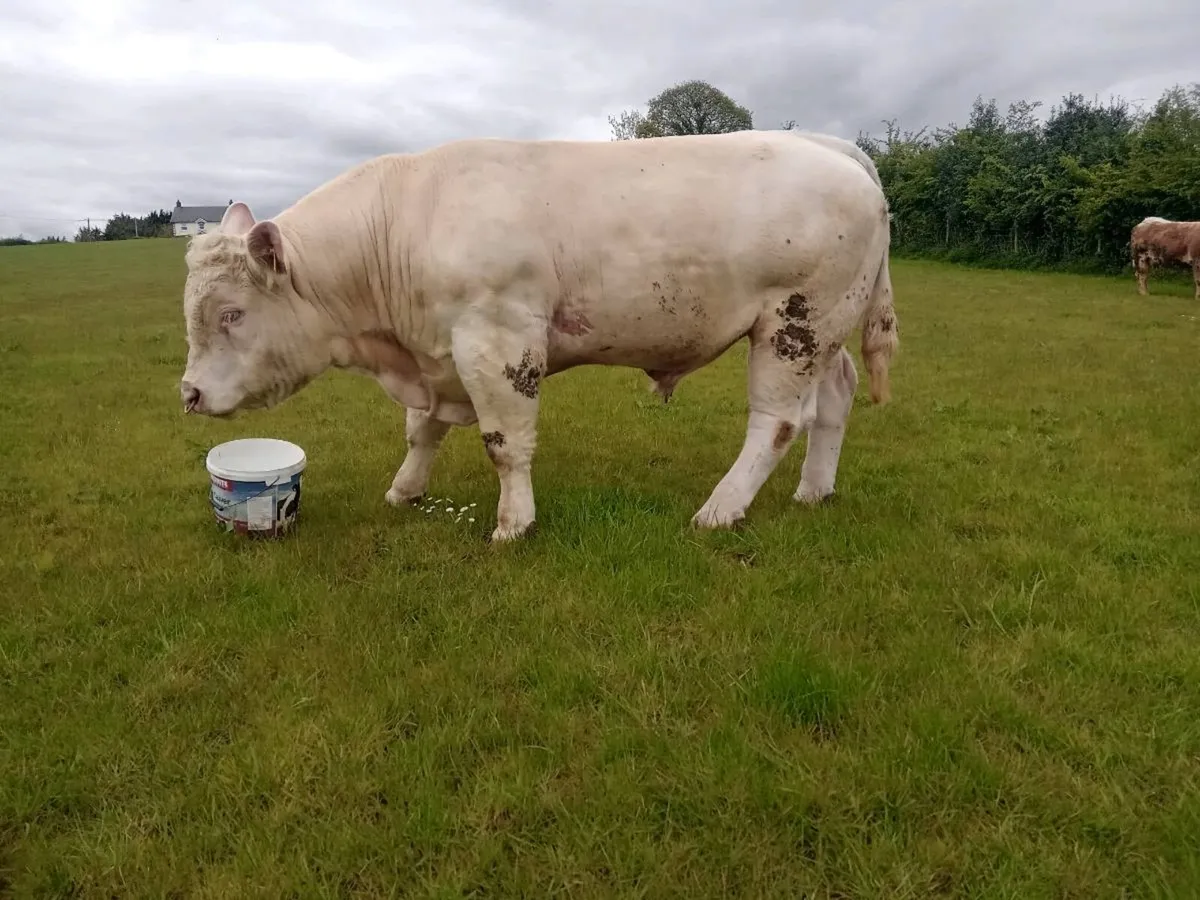 Pedigree Charles Bulls - Image 4