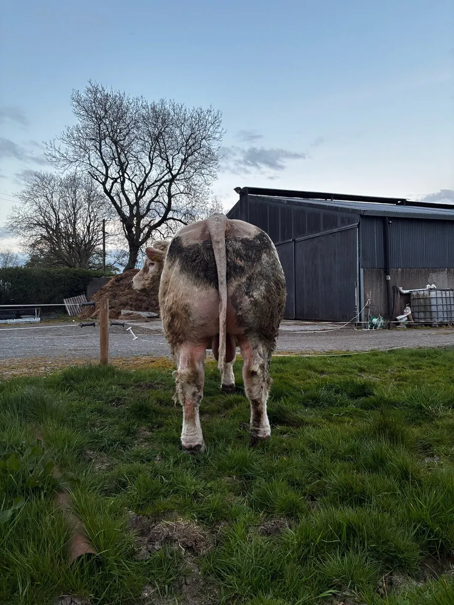 Stock bull - Image 3