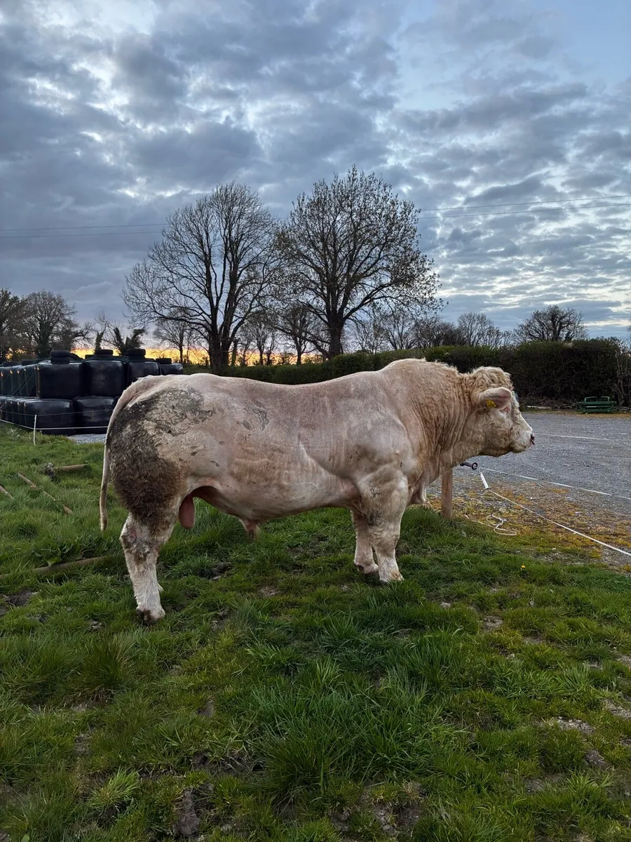 Stock bull - Image 4