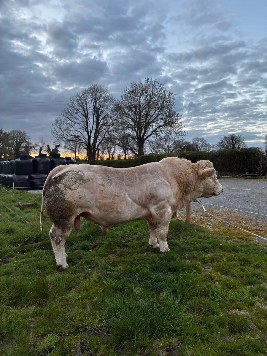 Stock bull - Image 1