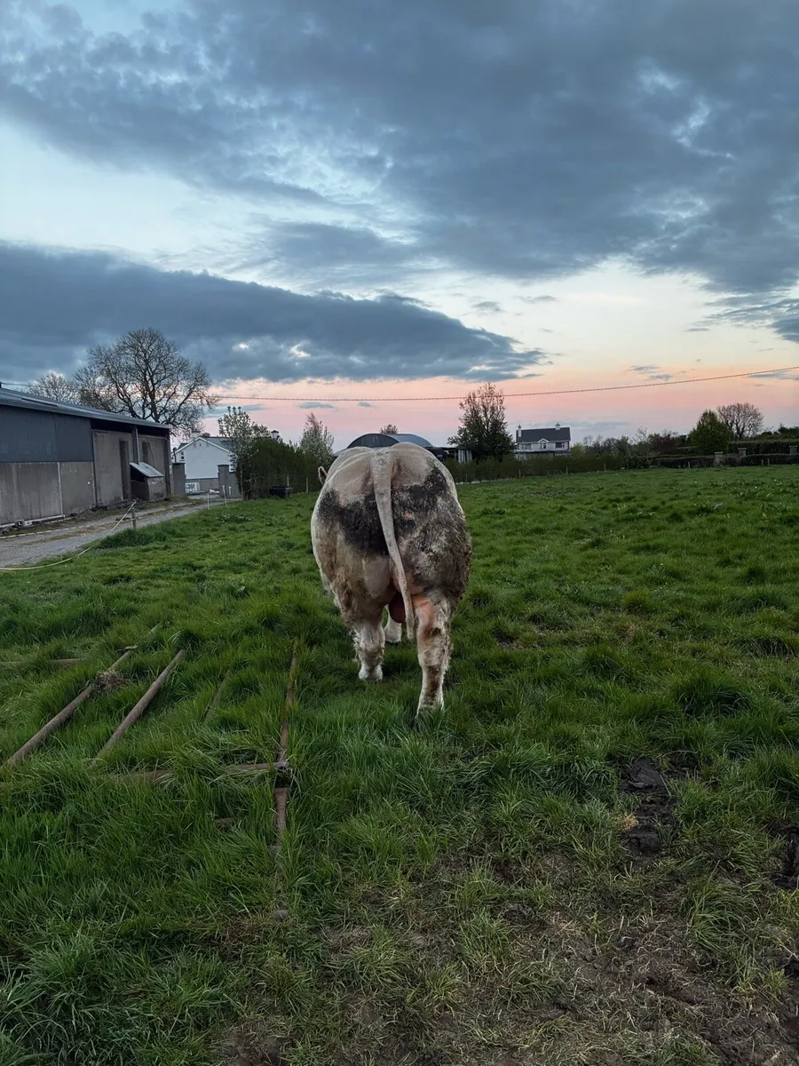 Stock bull - Image 2