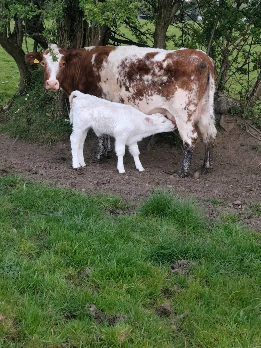 Roan Cows with AI Red BB Rollie Heifer calfs - Image 2