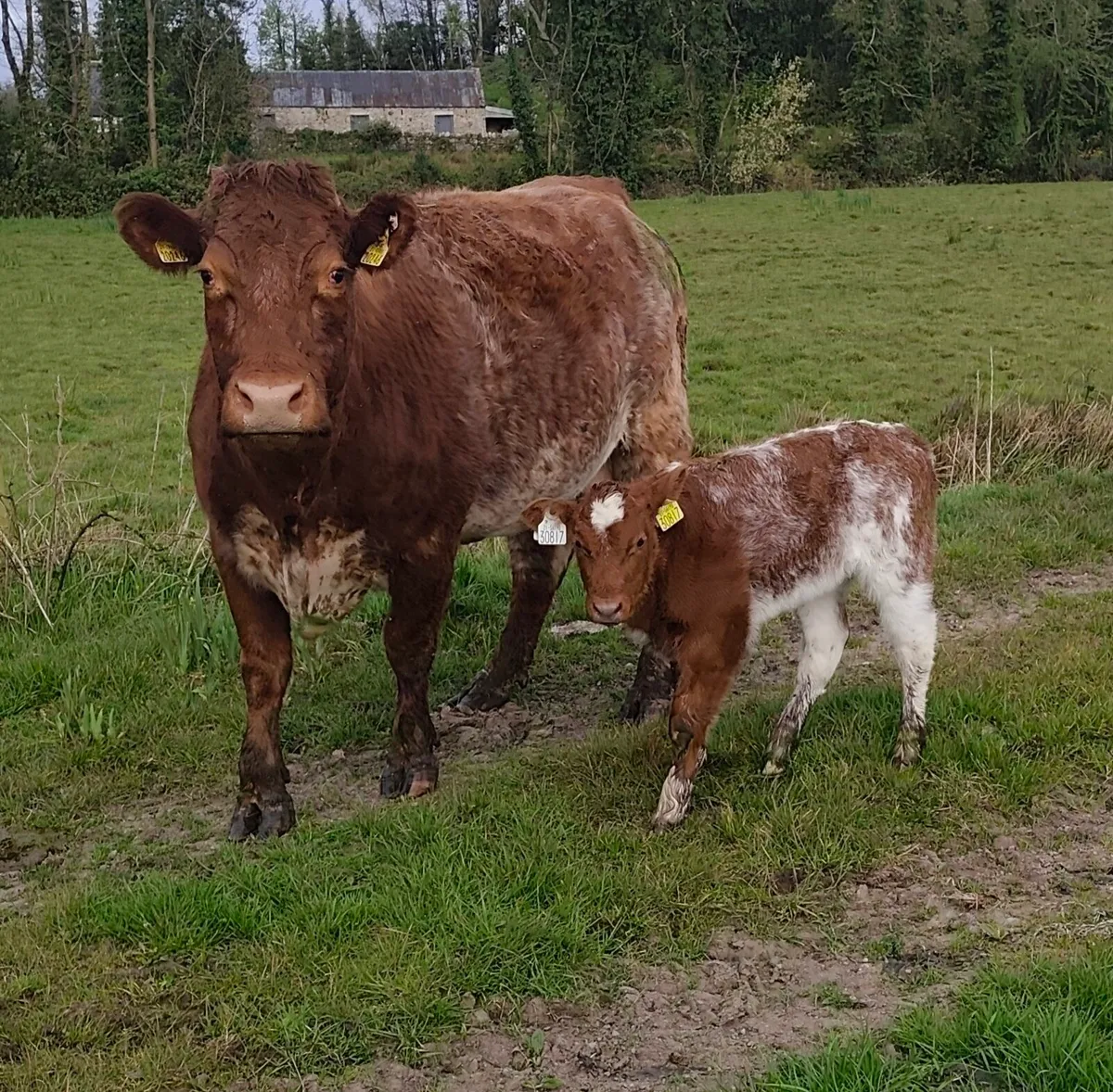 Roan Cows with AI Red BB Rollie Heifer calfs - Image 3