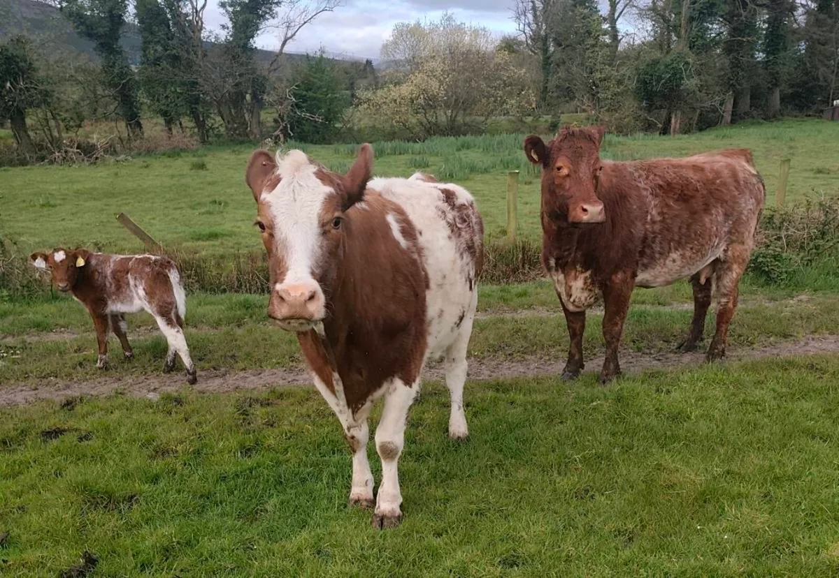 Roan Cows with AI Red BB Rollie Heifer calfs - Image 4