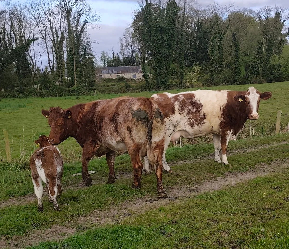 Roan Cows with AI Red BB Rollie Heifer calfs - Image 1