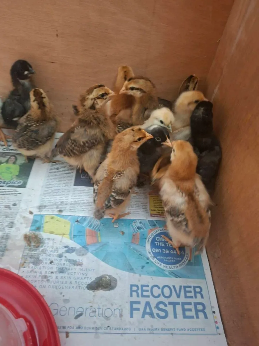 Week old chicks - Image 1