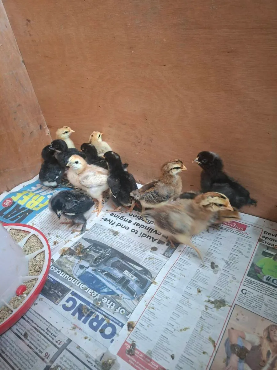 Week old chicks - Image 2