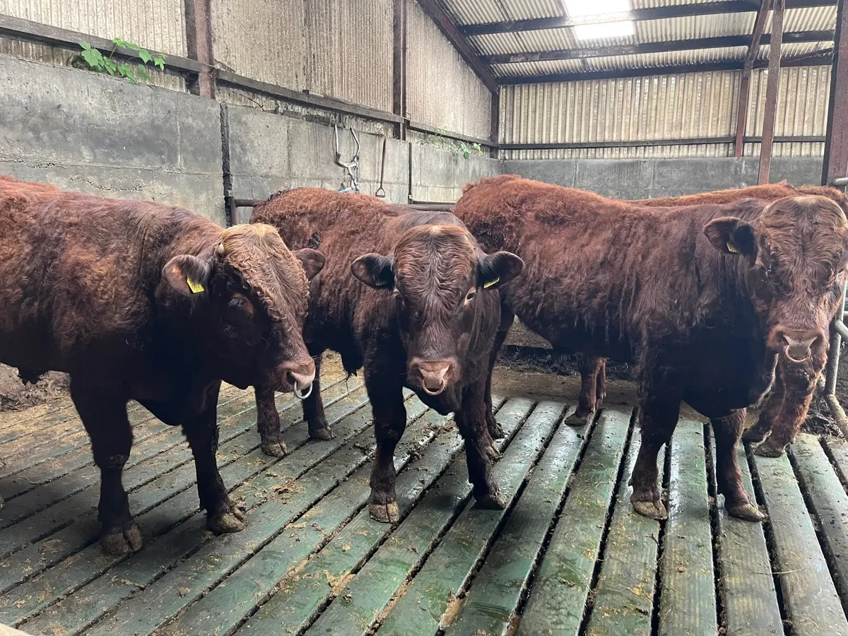 Saler Bulls - Image 3