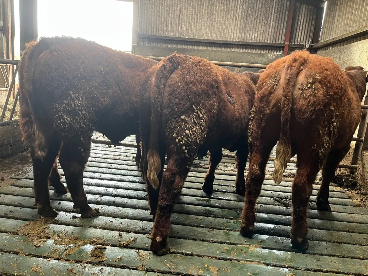 Saler Bulls - Image 2