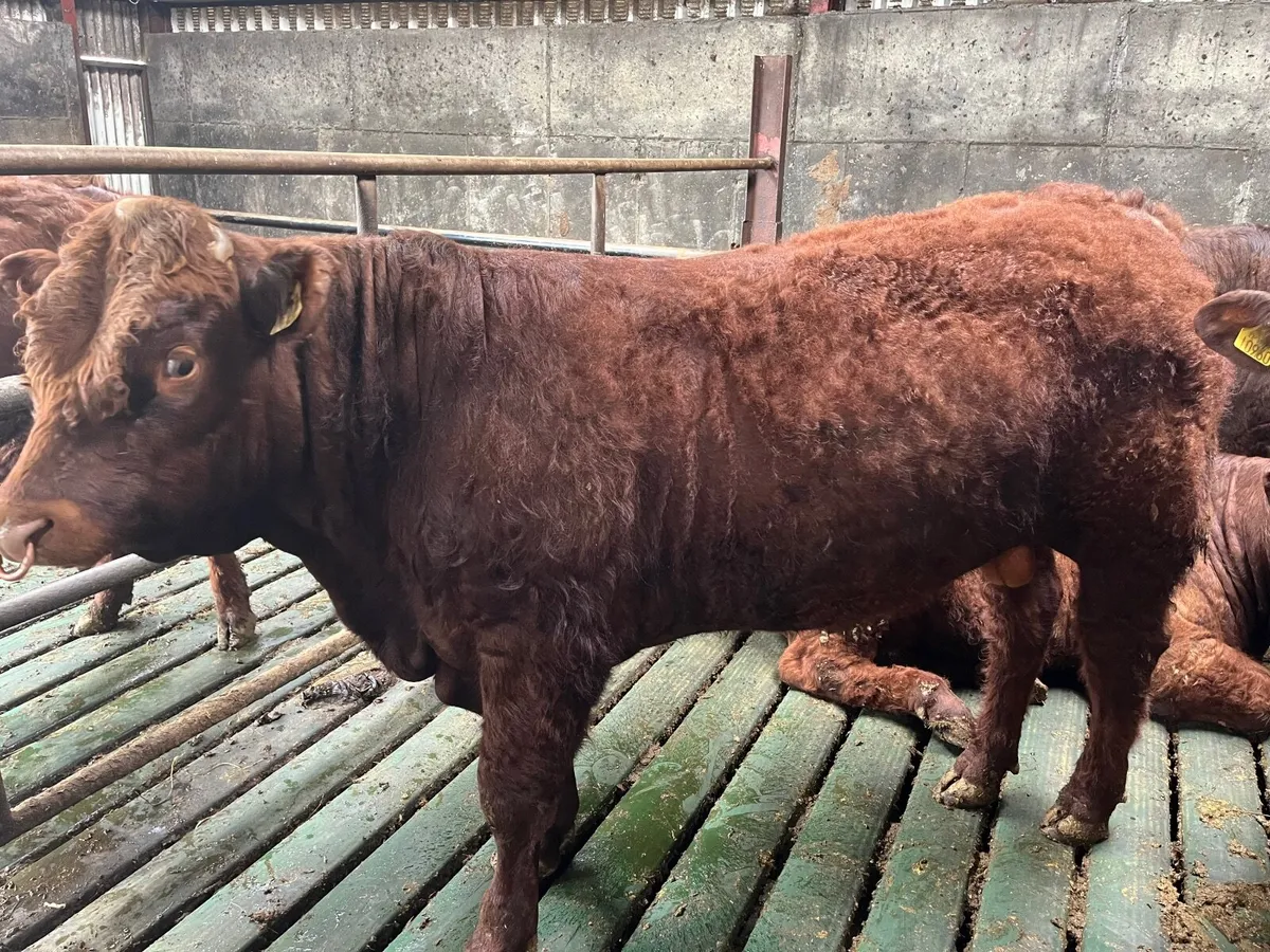 Saler Bulls - Image 1