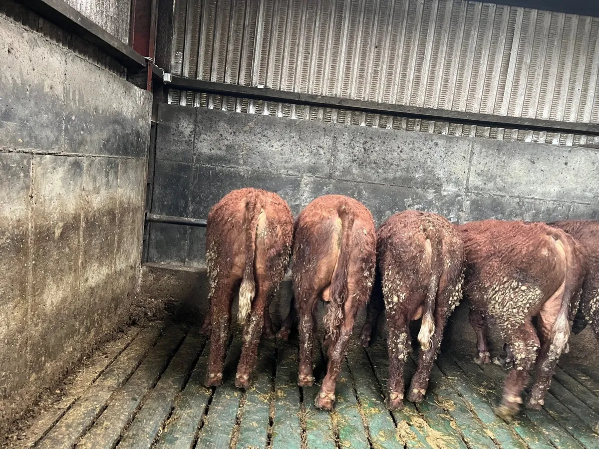 Saler Bulls - Image 4