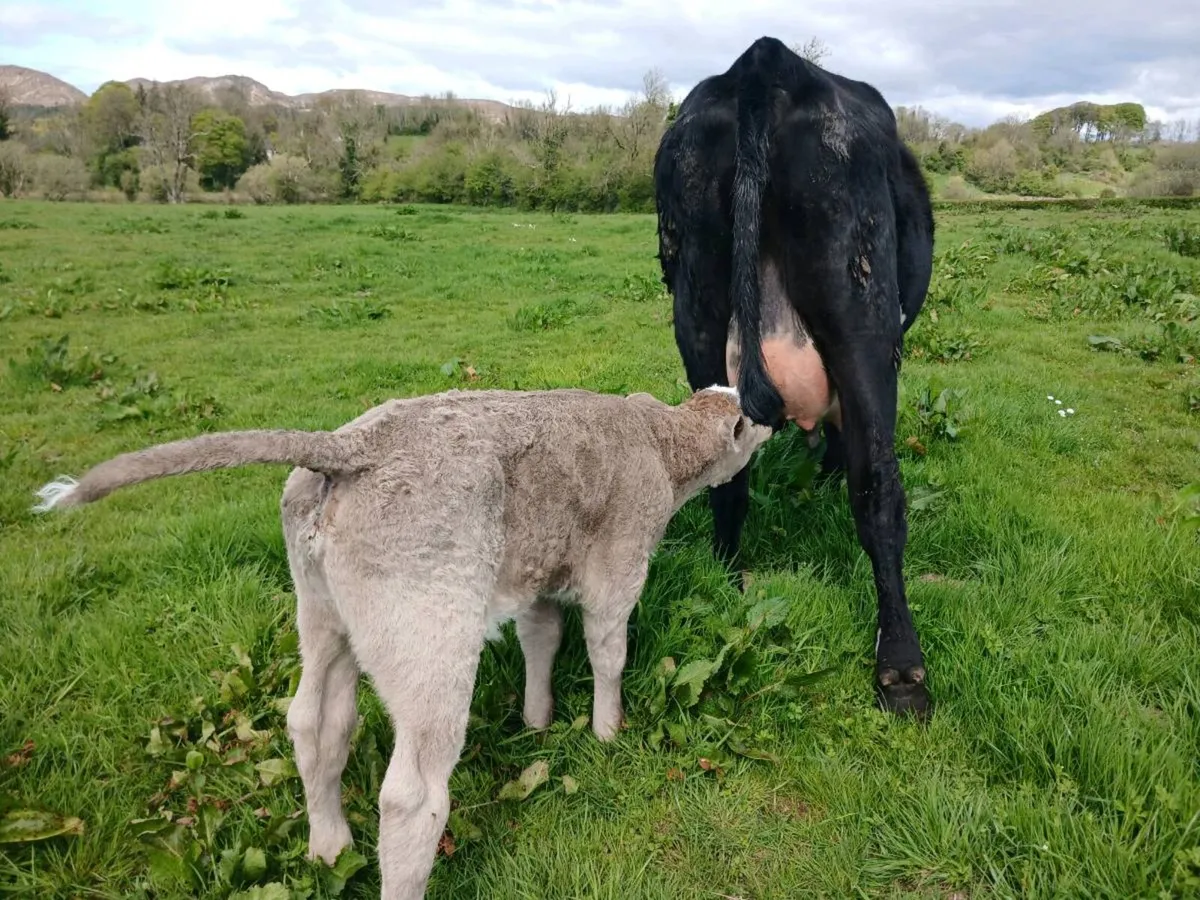 2 AAX first calvers - Image 4