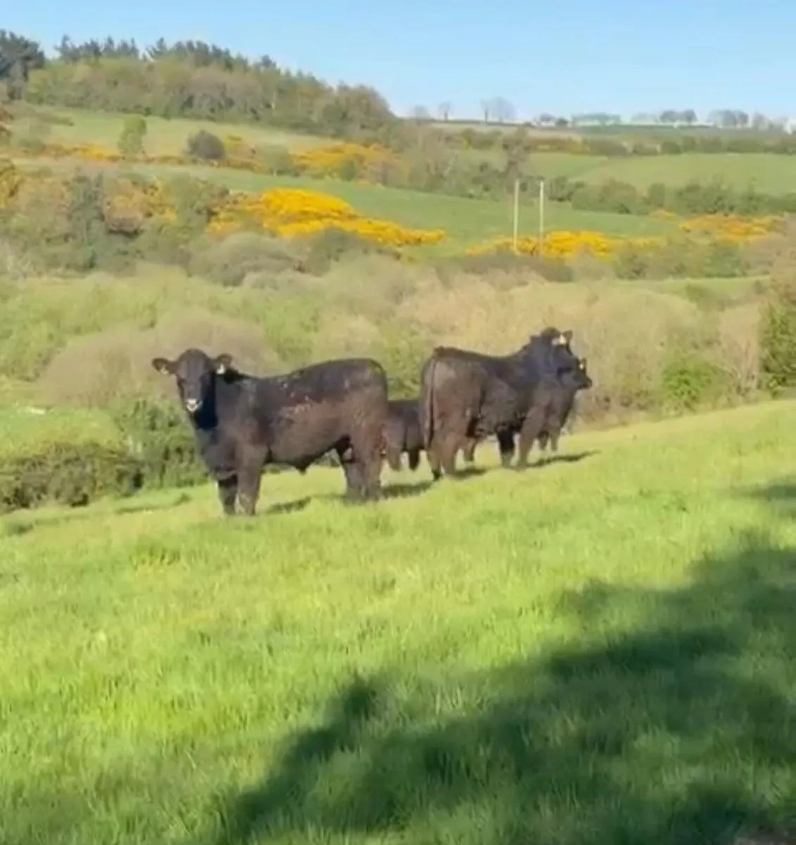 Pedigree Angus Bulls - Image 1