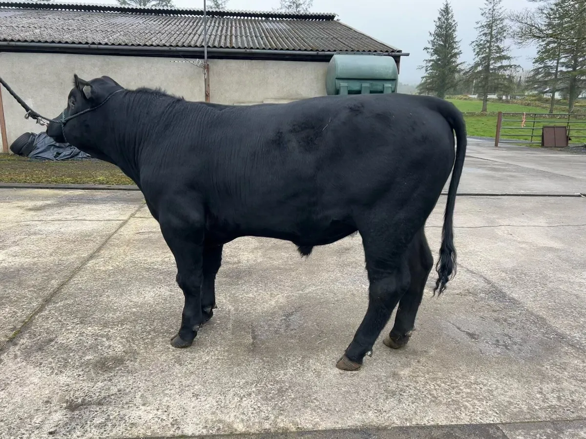 4 Pedigree Angus Bulls for sale - Image 2