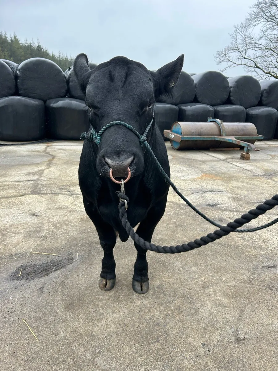 4 Pedigree Angus Bulls for sale - Image 3