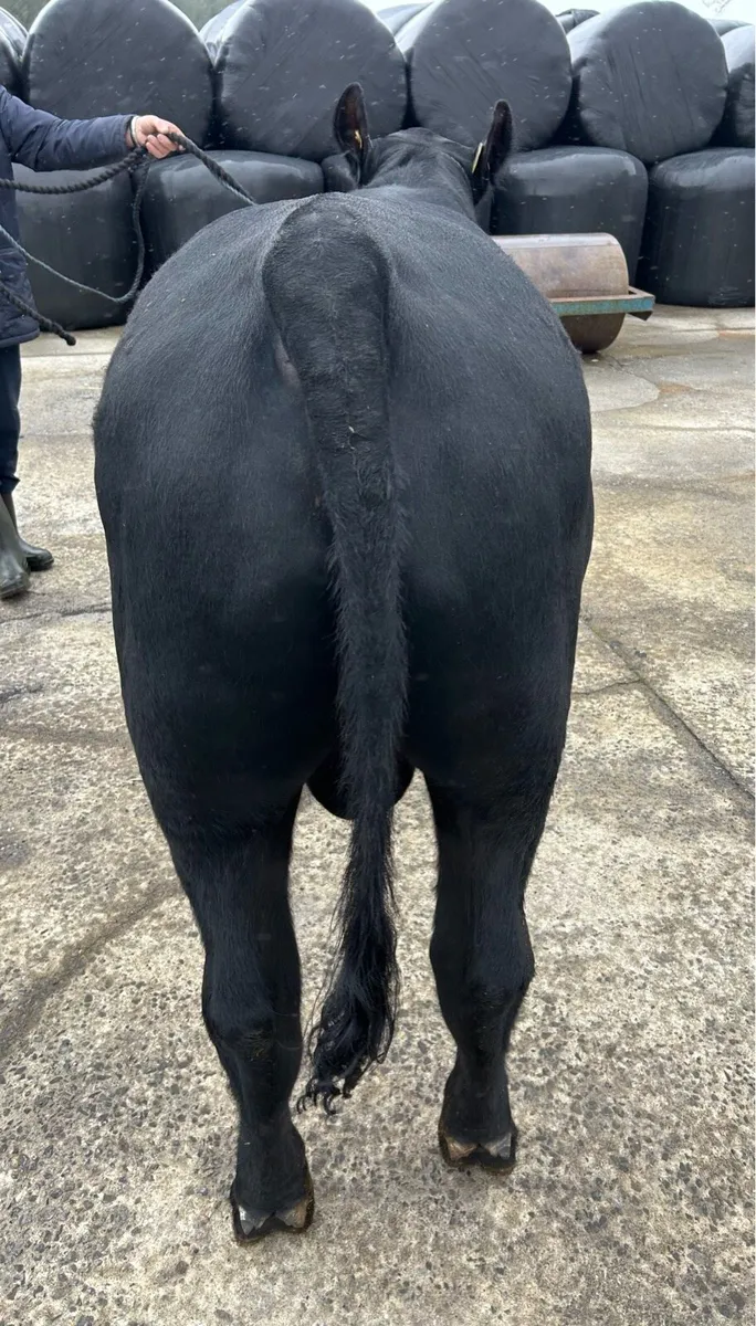 4 Pedigree Angus Bulls for sale - Image 4