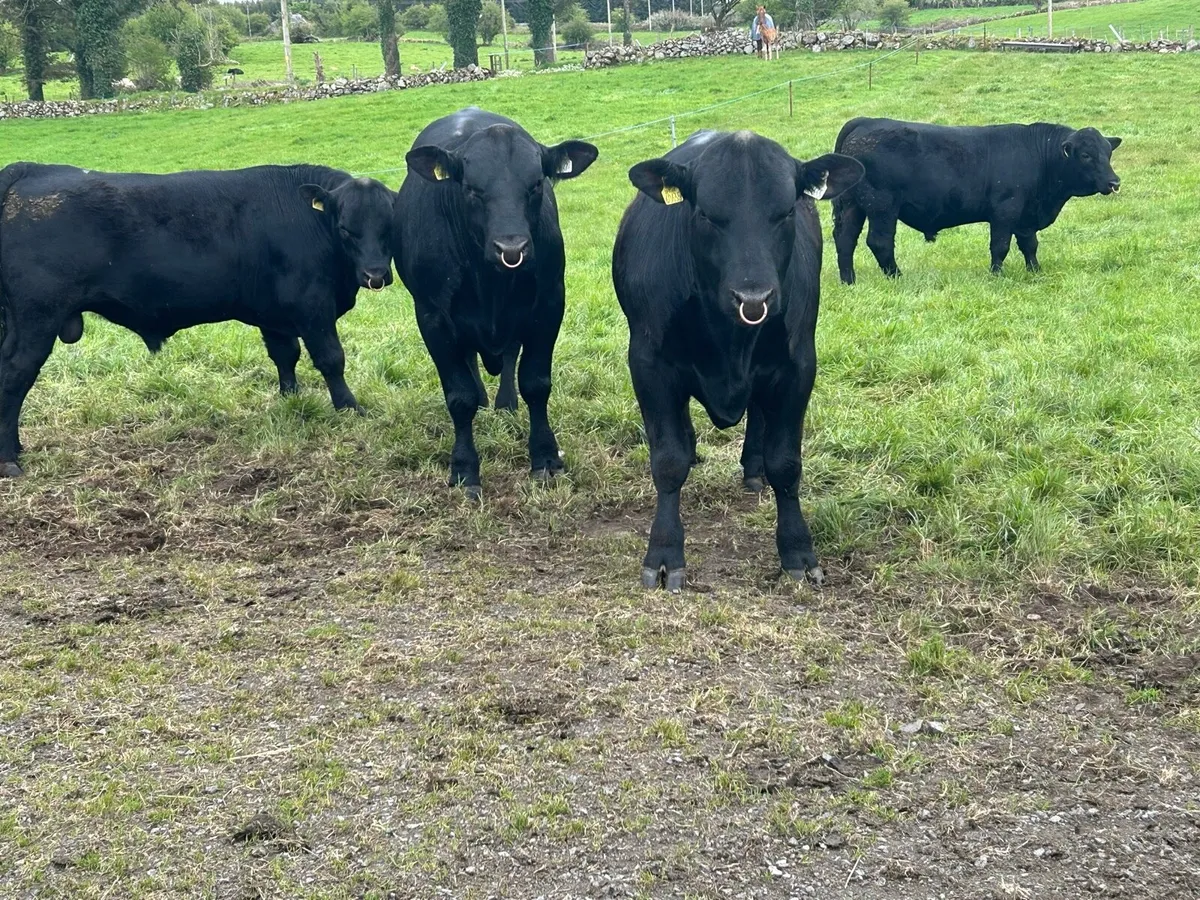 4 Pedigree Angus Bulls for sale - Image 1