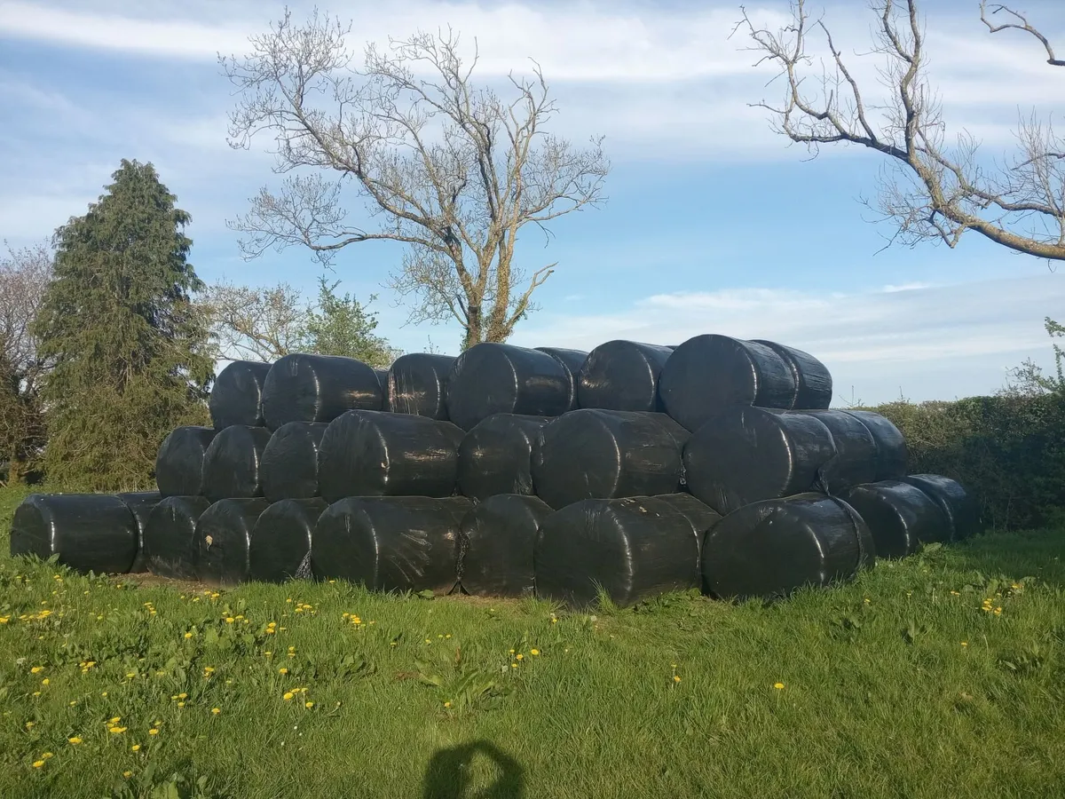 Bales of Haylage