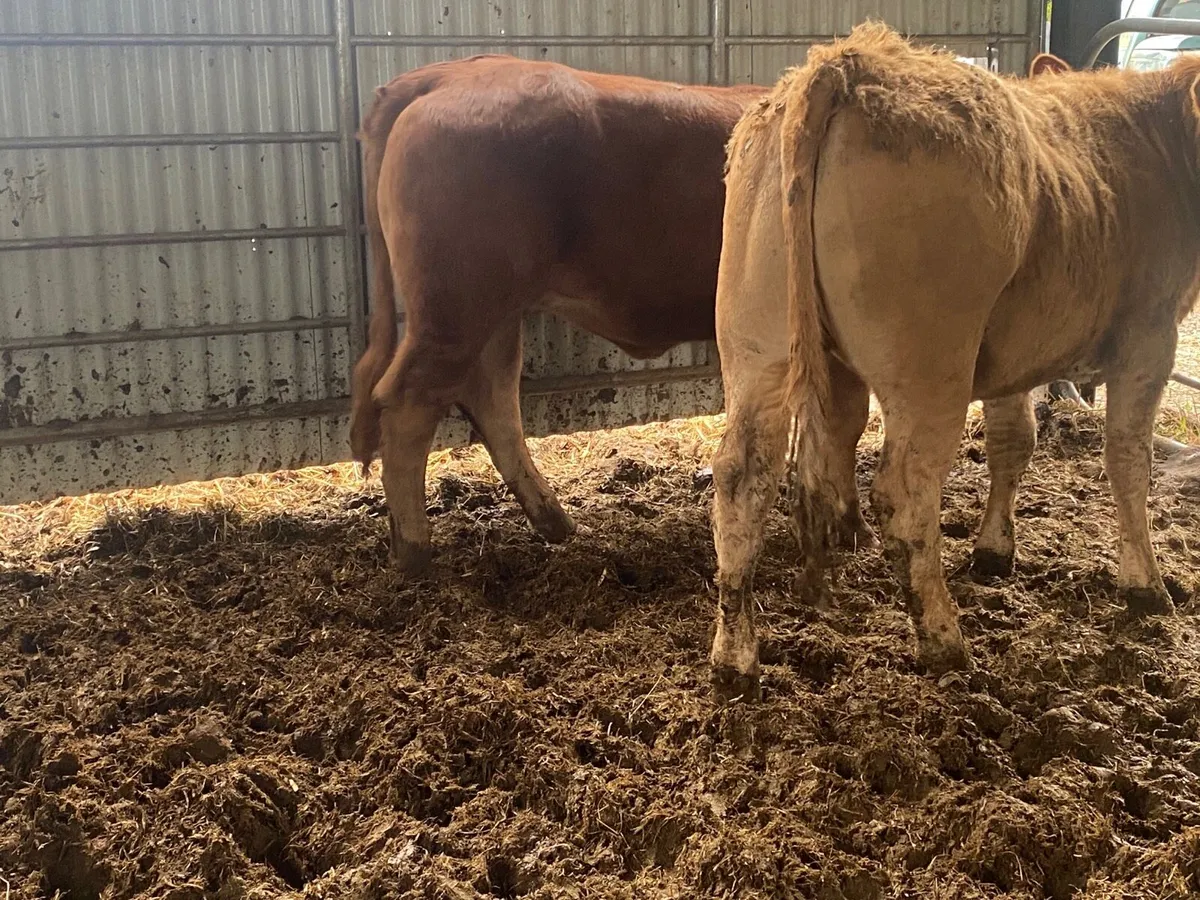 2 Super 330kilo Heifer Weanlings - Image 3