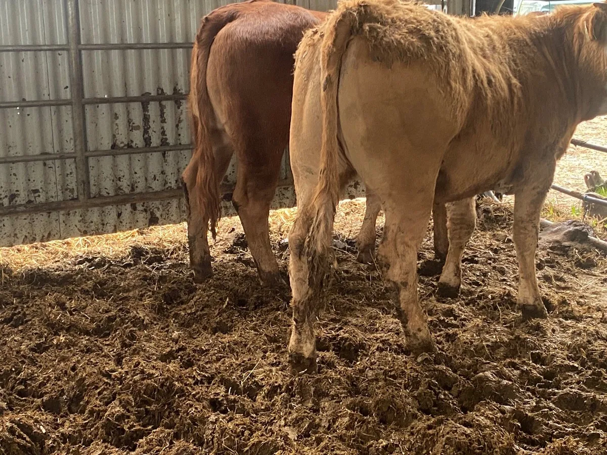 2 Super 330kilo Heifer Weanlings - Image 1