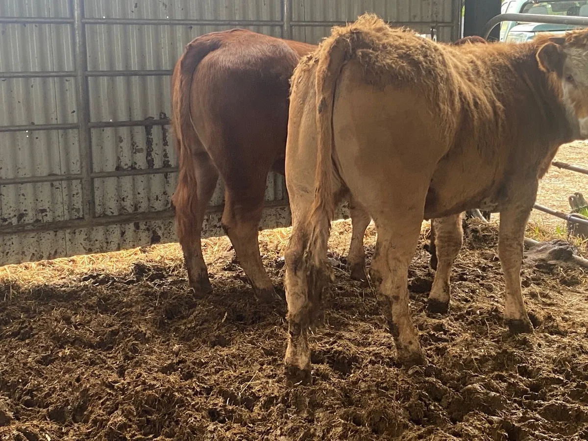 2 Super 330kilo Heifer Weanlings - Image 2