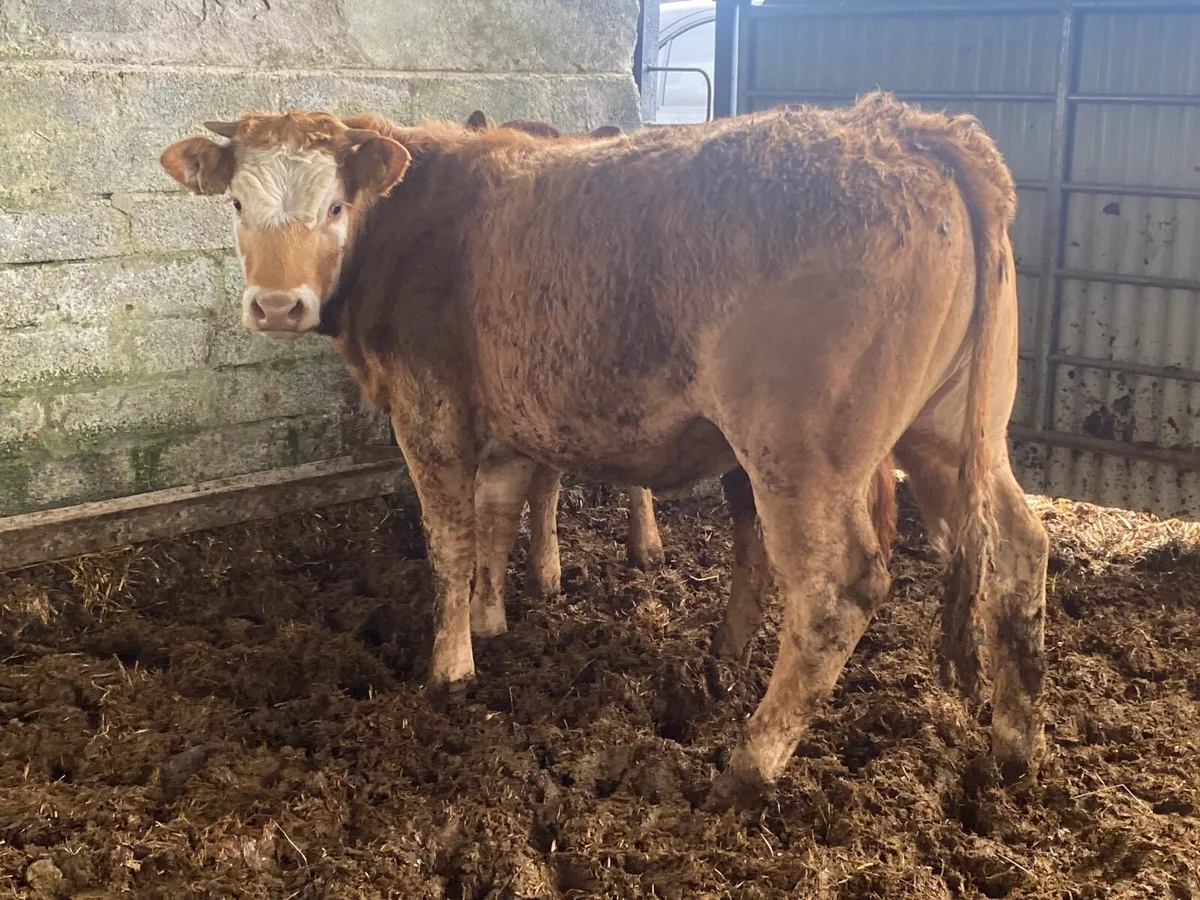 2 Super 330kilo Heifer Weanlings - Image 4