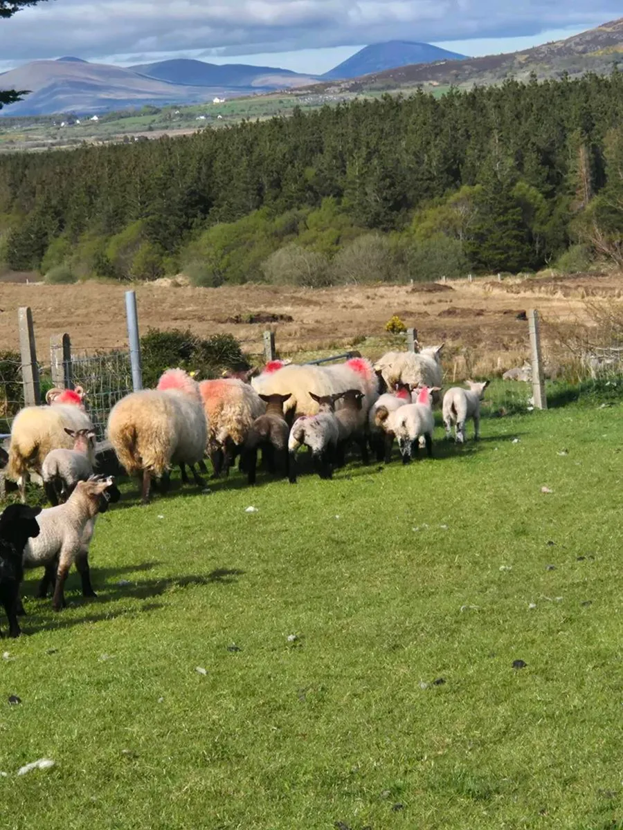 Ewes with lambs at foot - Image 1