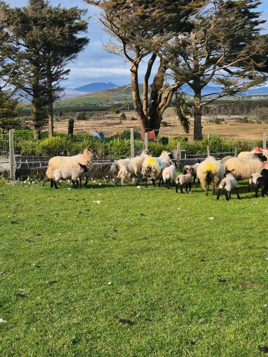 Ewes with lambs at foot - Image 2