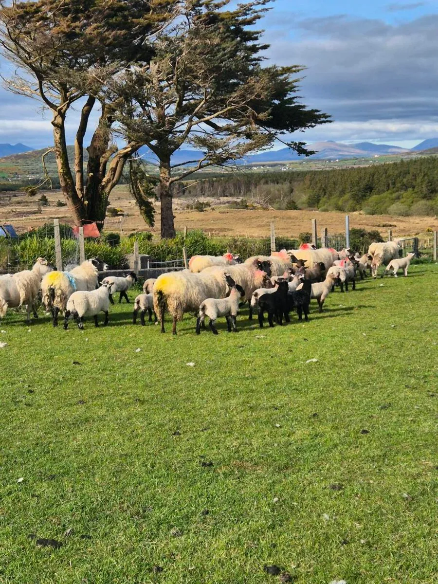 Ewes with lambs at foot - Image 3