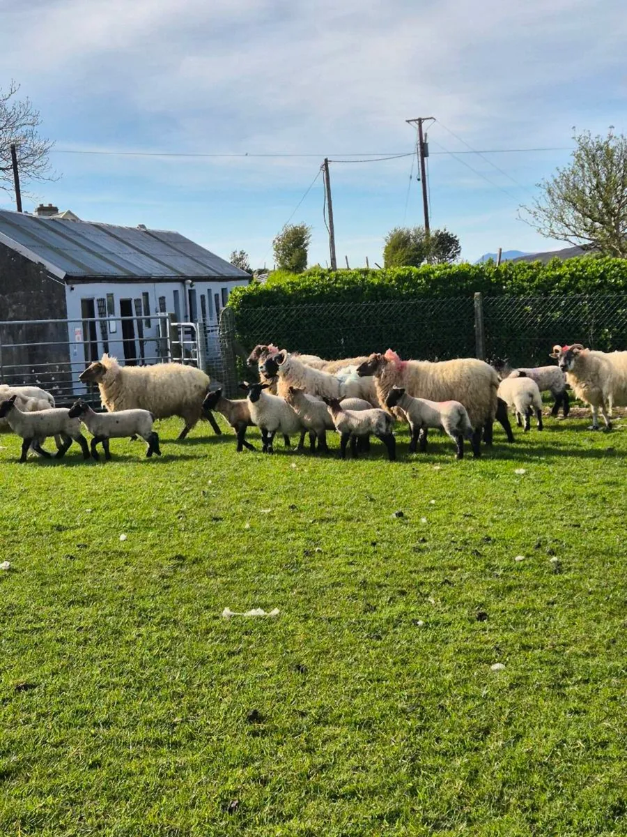 Ewes with lambs at foot - Image 4