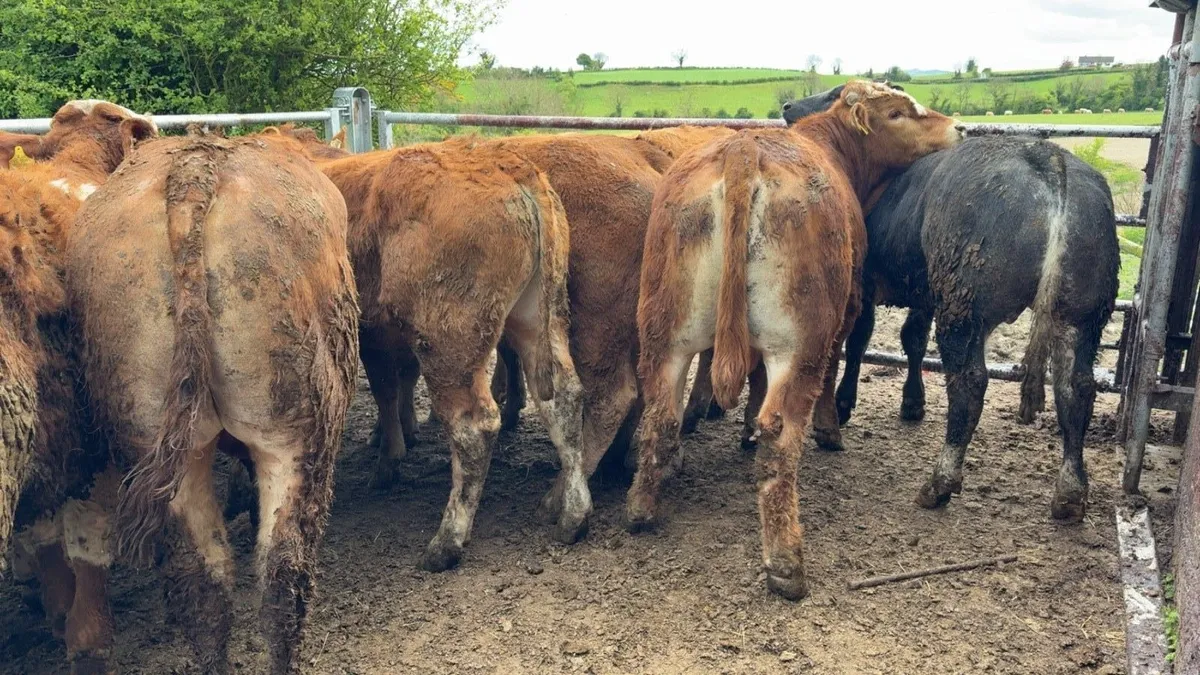 16 smashing limousine bullocks - Image 3