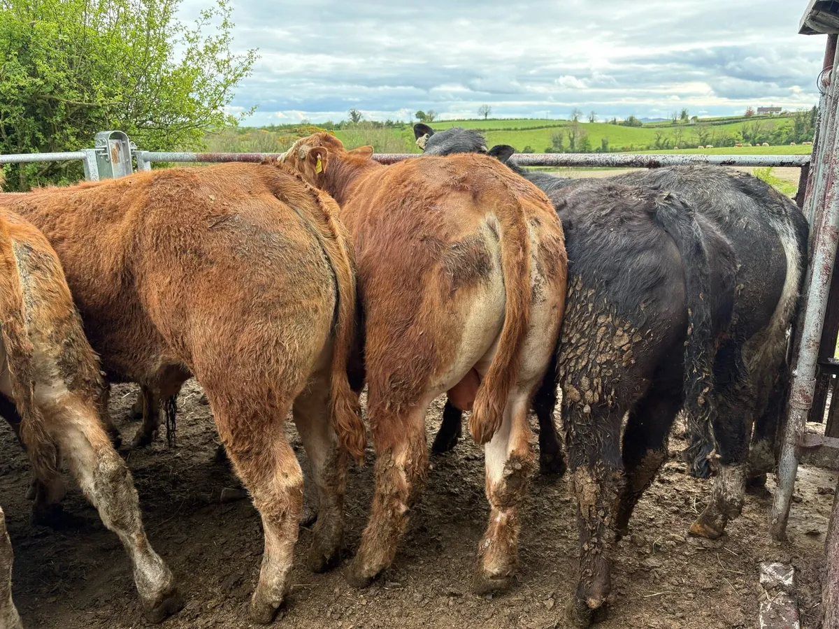 16 smashing limousine bullocks - Image 1
