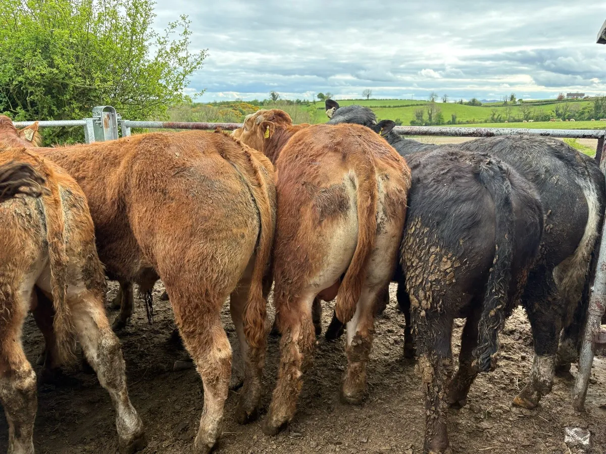 16 smashing limousine bullocks - Image 4